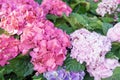Pink and Blue Mophead Hydrangea macrophylla Ã¢â¬ËEndless Summer Royalty Free Stock Photo